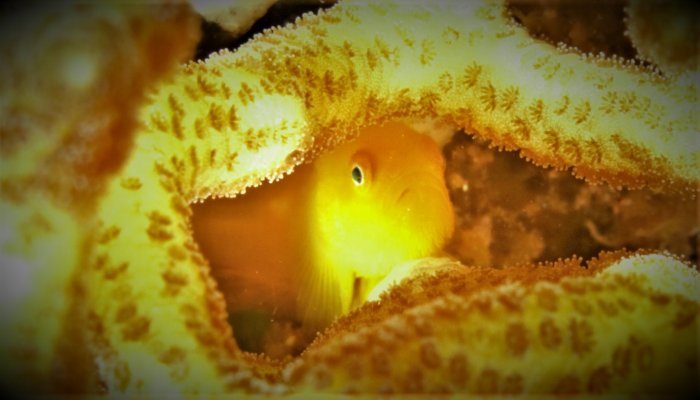 Yellow Head Goby